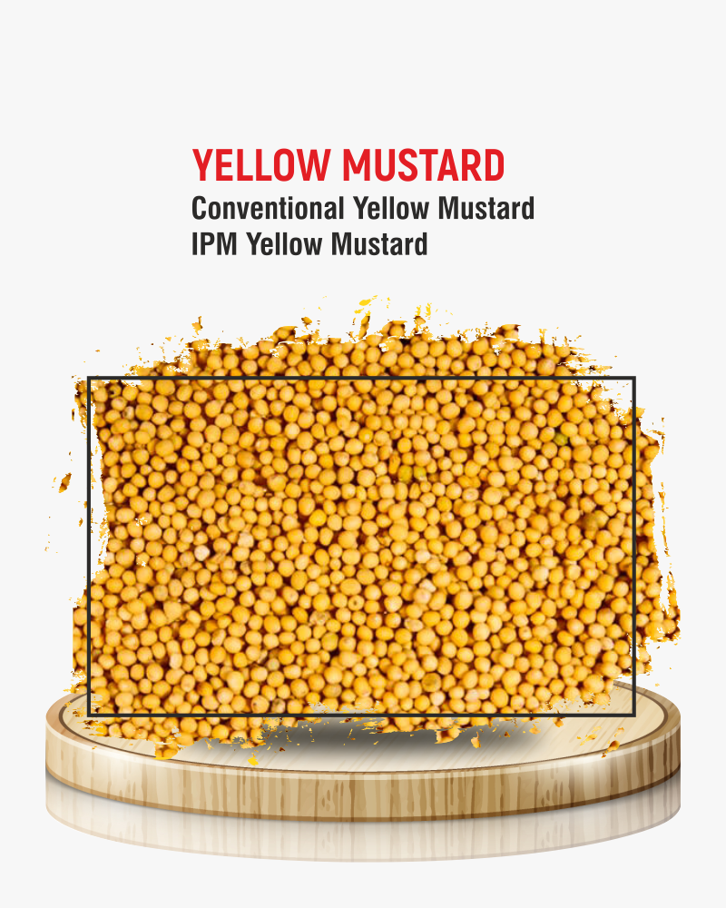 Yellow Mustard (Sarso)